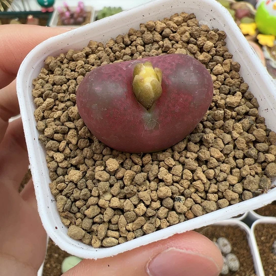 【闪购商品】349 变异