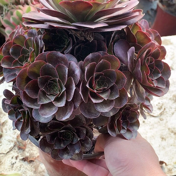 336魅金玫瑰多肉植物