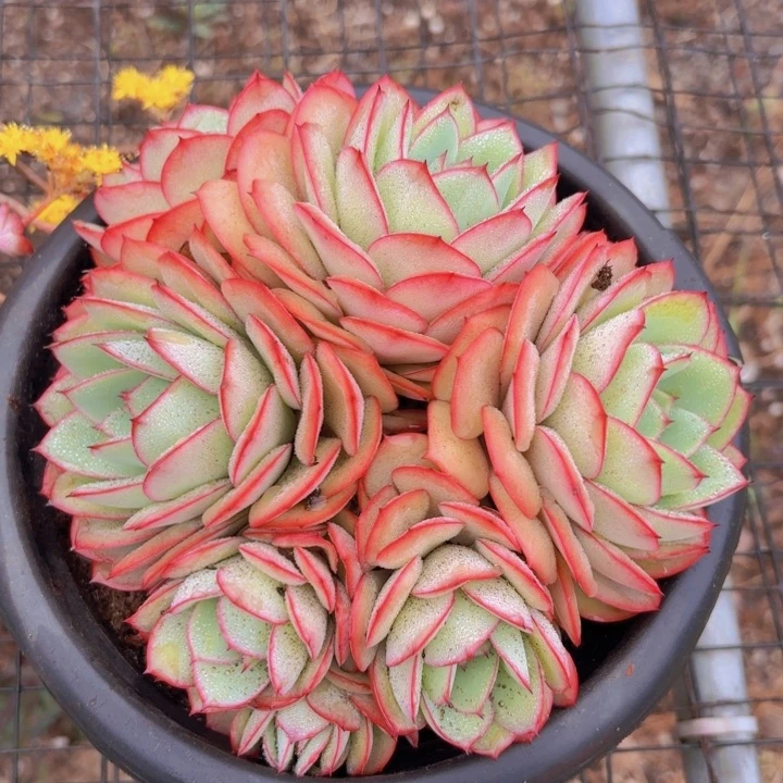 O****形大牡丹亭一棵一个