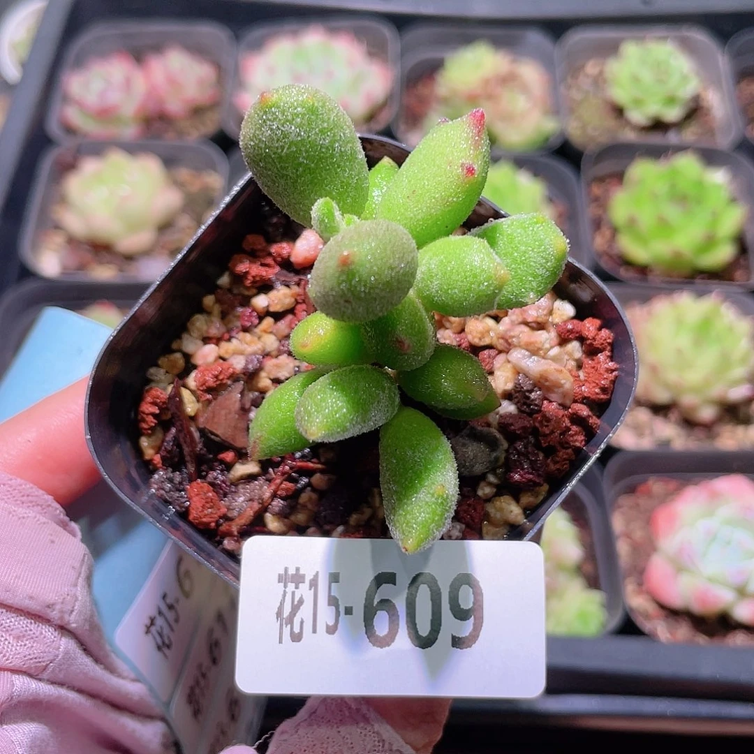 花利美15-609猫爪 不售后