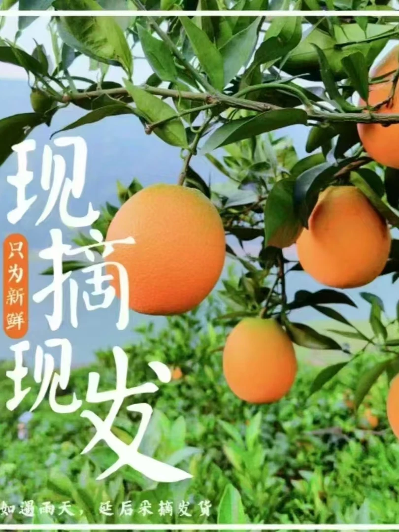 与辉同产地直播草堂产地直发正宗奉节脐橙果子现摘现发（圆红）