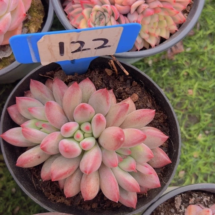 健健康康平平安安