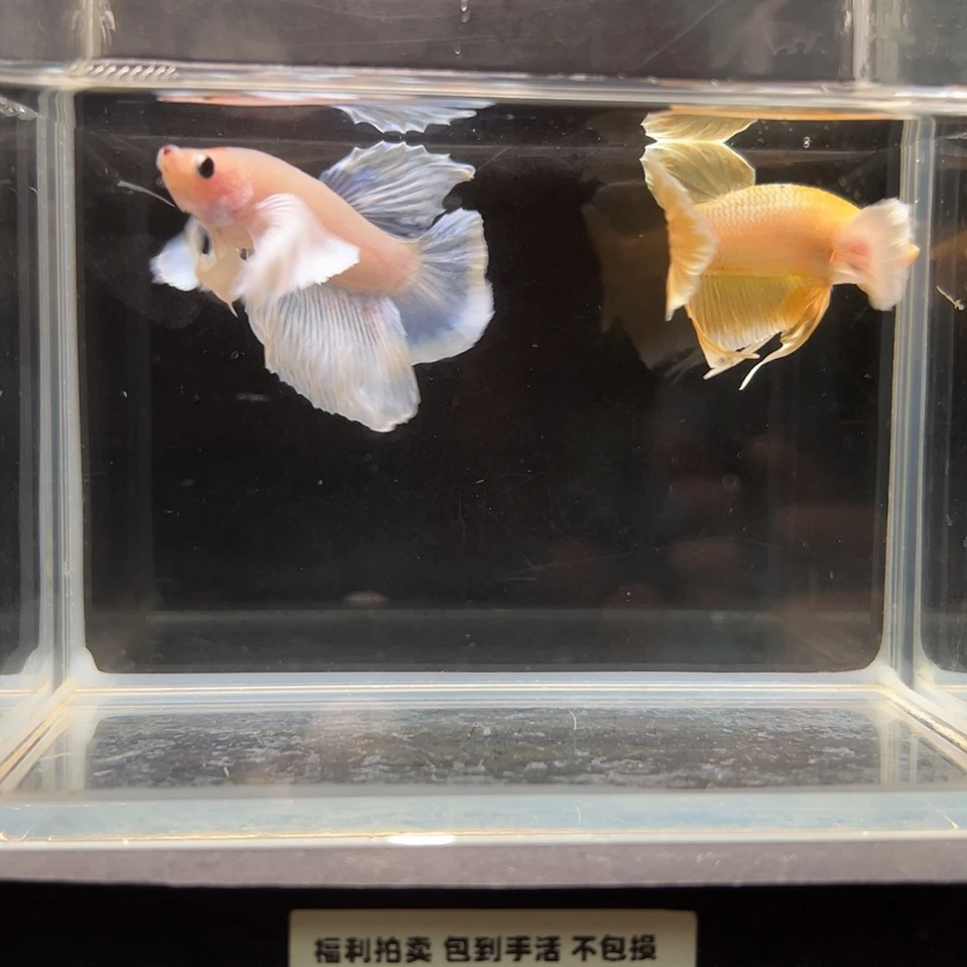 斗鱼一单包邮23日17