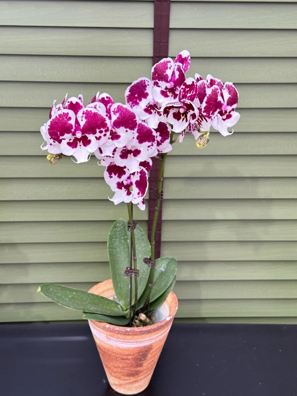 一千零一夜3.0寸双花剑、开花株