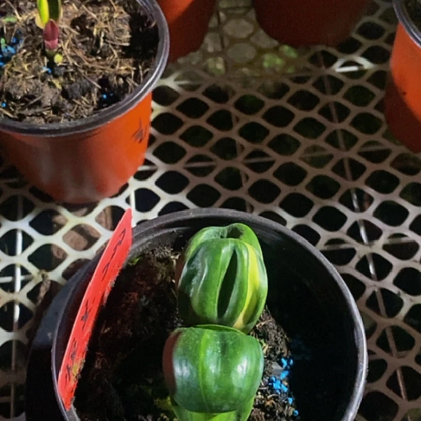 【闪购商品】袜**贸