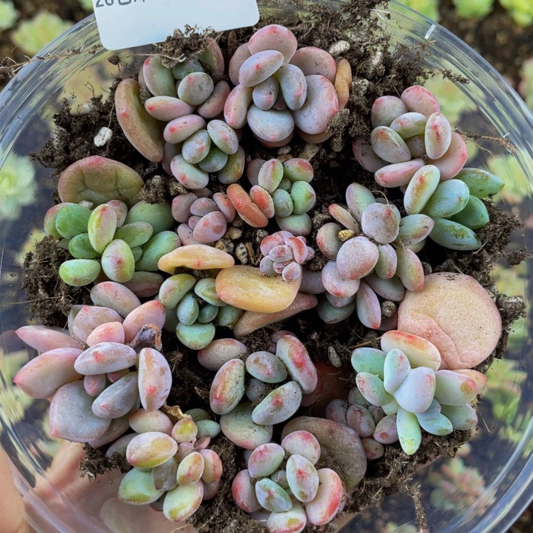 OTO多肉切糕优选DY1004量