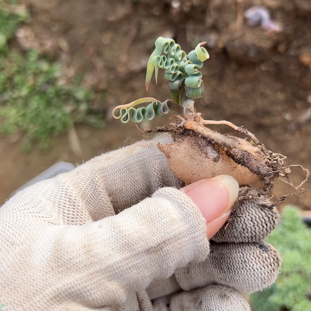 杜呃呃呃呃呃呃呃呃呃