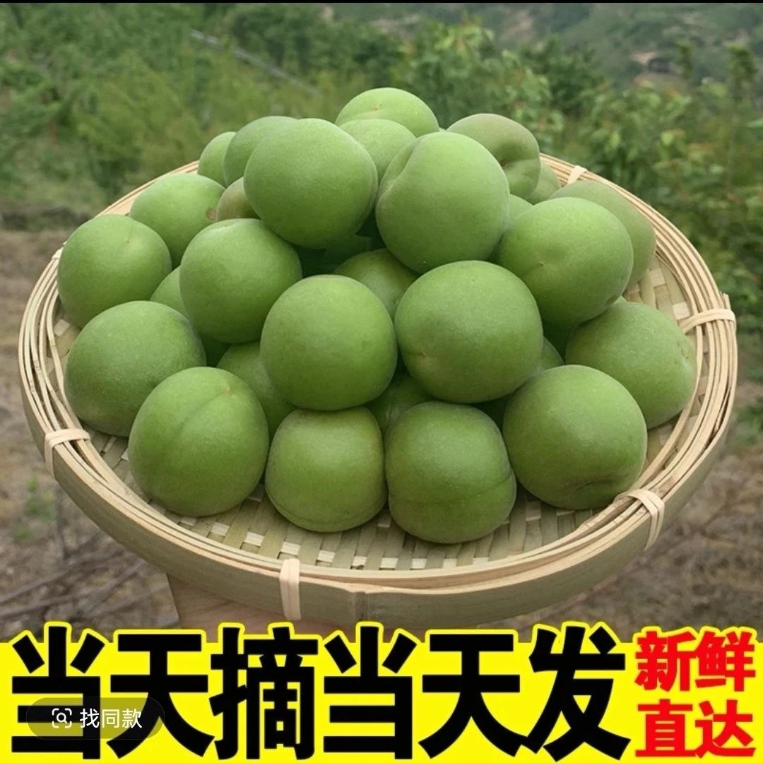 云南大理高山新鲜现摘青梅酸脆水果泡酒专用