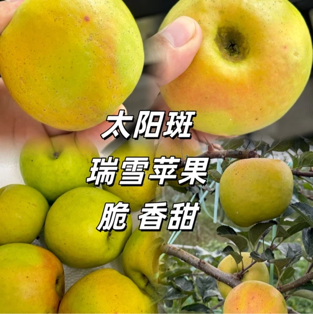 云南太阳班瑞雪苹果高原红产地直发脆甜爽口新鲜应季10月22号下架