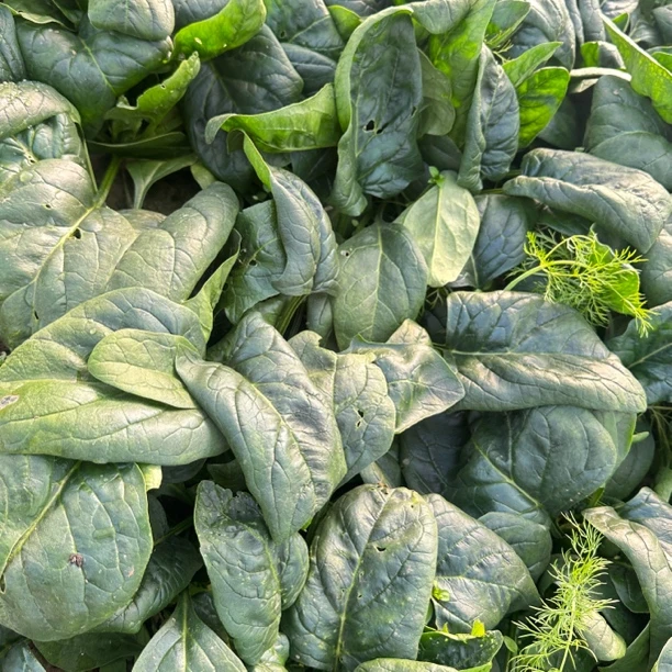 河北农家自种新鲜采摘大叶菠菜趴地菠菜鲜嫩火锅菜上霜矮脚青菜