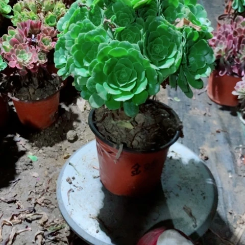 善***意绿杨蓉多肉植物法师101