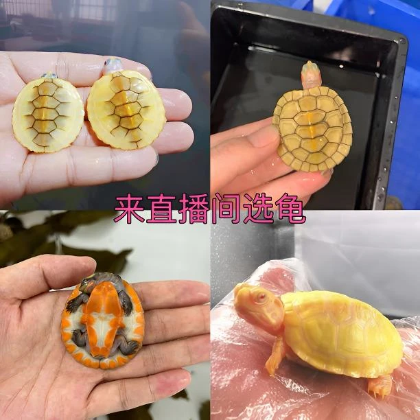 小秋宠物【直播间选龟—专用链接】一龟一价 观赏龟宠乌龟小乌龟活体