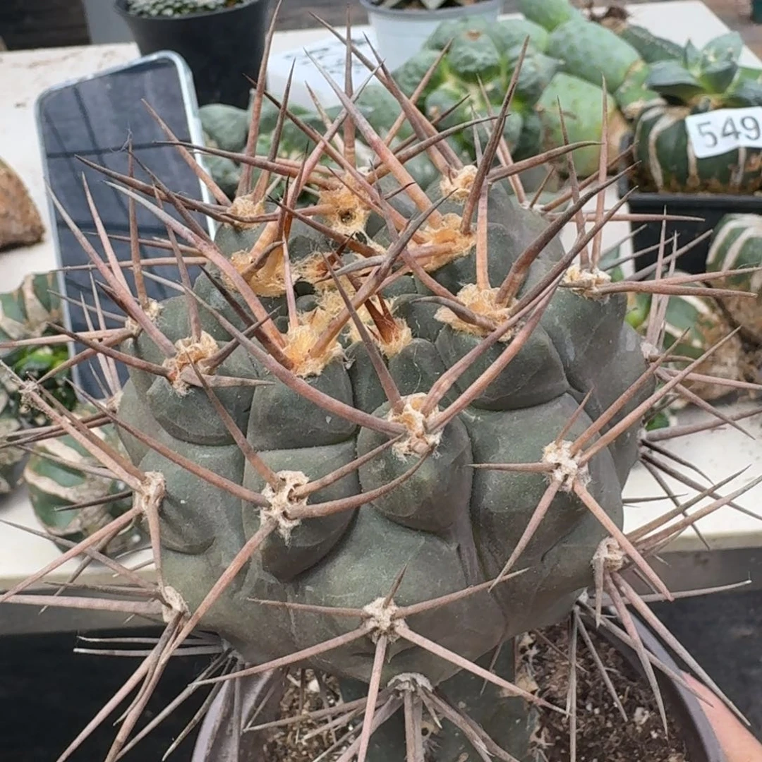 【闪购商品】无花朵首金摩天龙