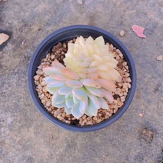 @*?橙子锦缀化多肉植物