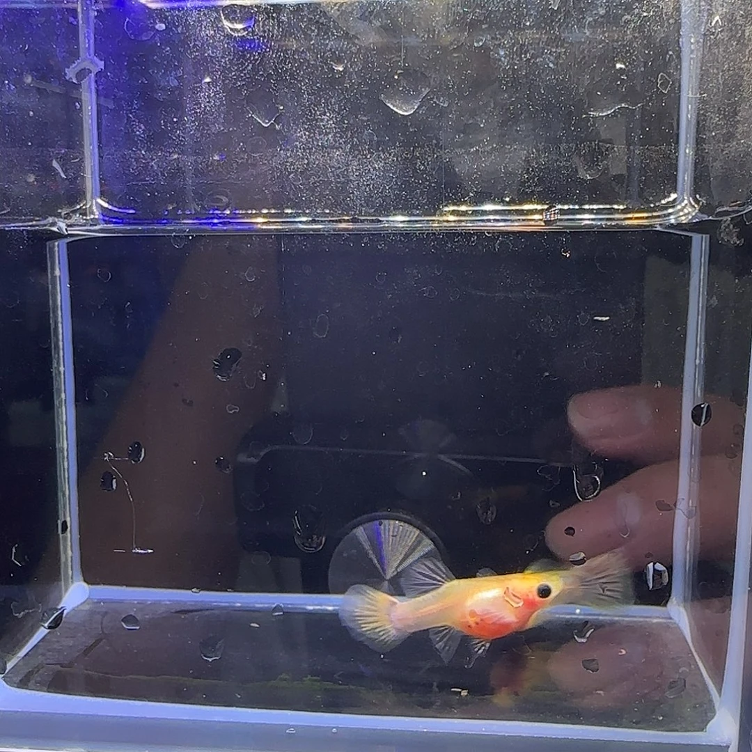 孔雀鱼蛇纹粉猫（17号）