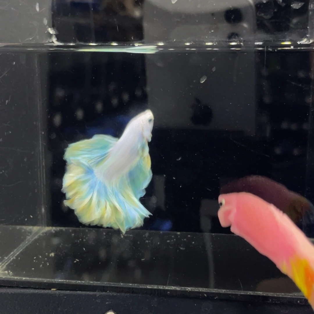 斗鱼哈啊哈哈哈哈哈522