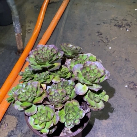 魅金玫瑰多肉植物036