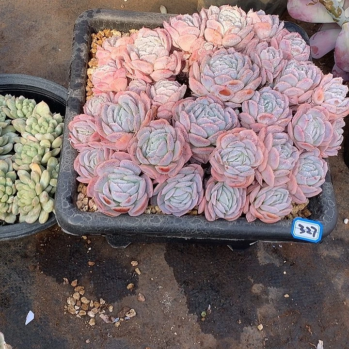 327西娜 一物一拍多肉