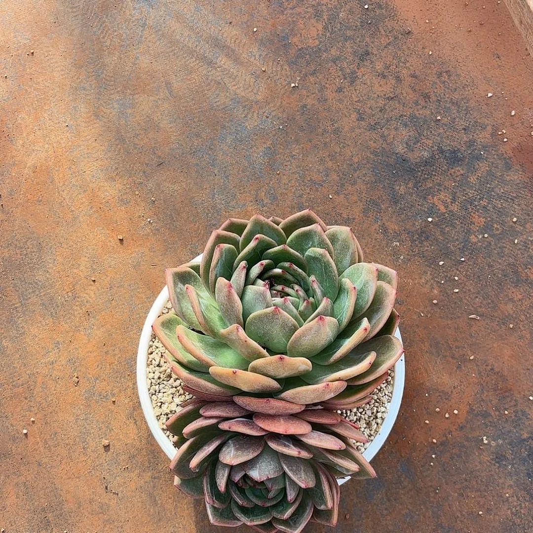 C***C彩虹龙多肉植物多肉