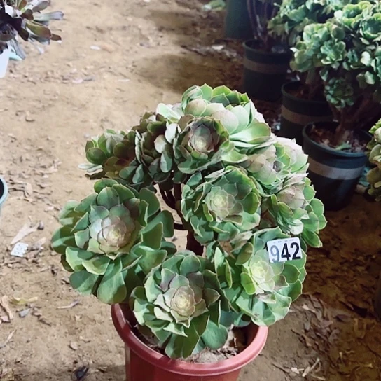 942万圣节老桩法师