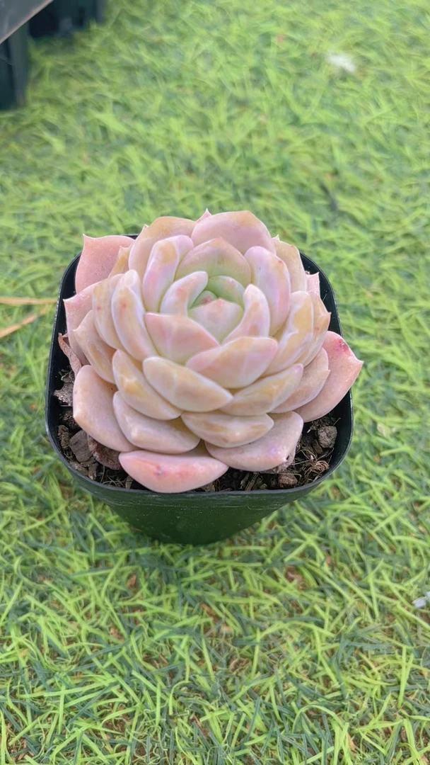 7#粉荔枝单头 多肉植物