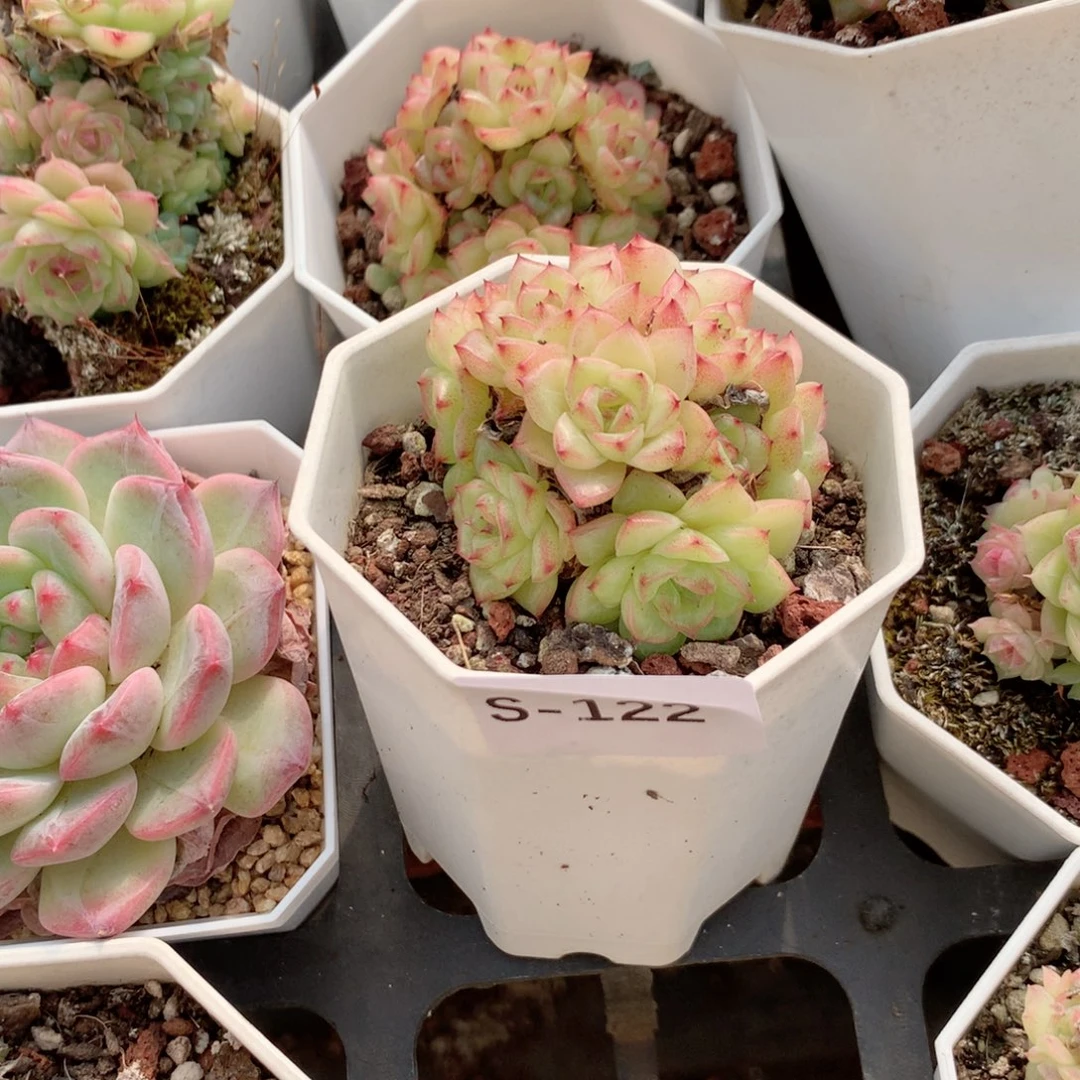 无花朵S122英语英语