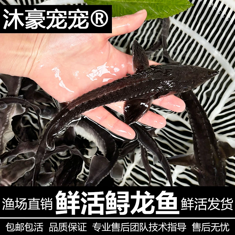 【运营推荐】鲟龙鱼冷水鱼淡水鱼观赏鱼霸气名贵鱼缸清道夫鱼吃鱼便