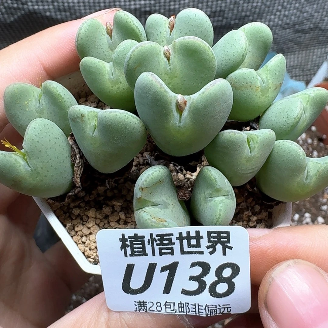 多肉植物的人rghh