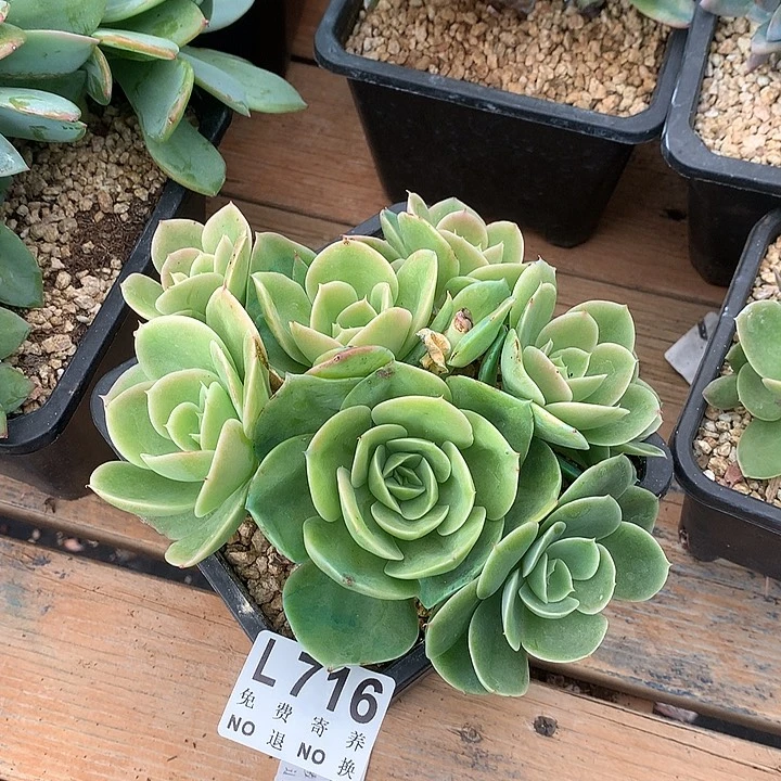 星娜塔 玻璃心勿扰 多肉植物9.27号左右发