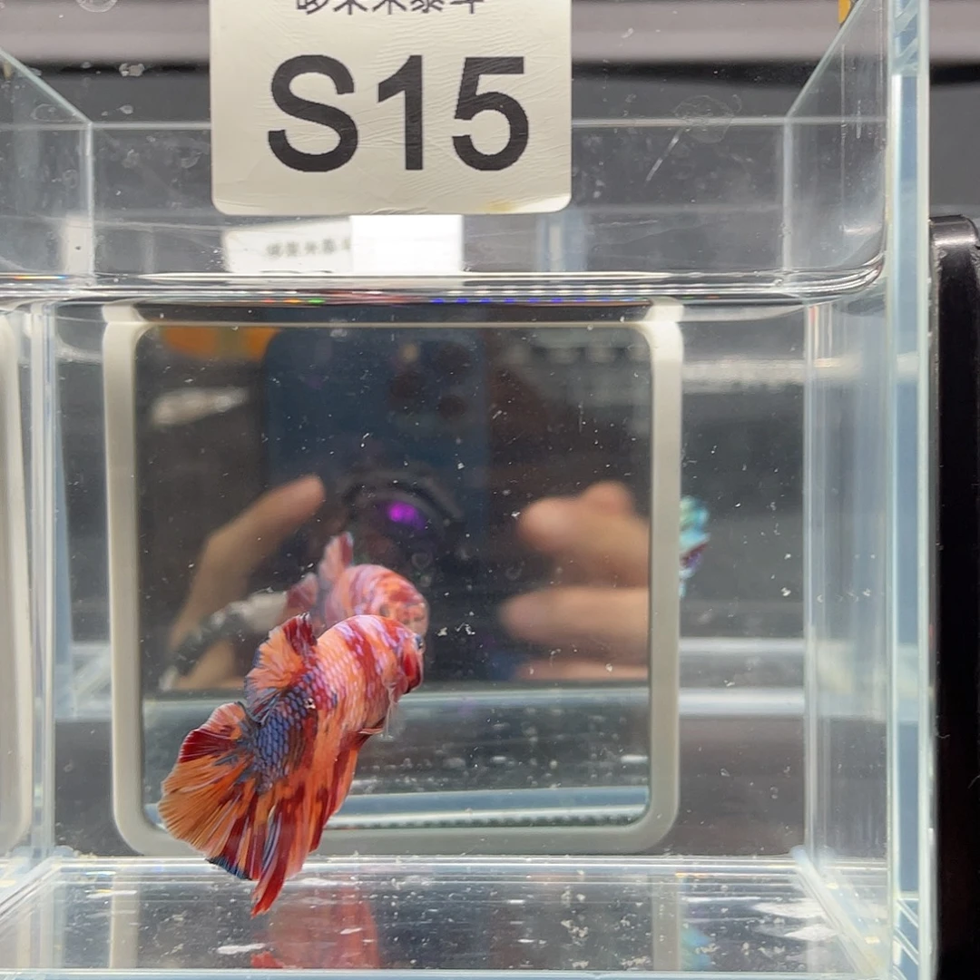 斗鱼11.26早 015号巨斗将军公