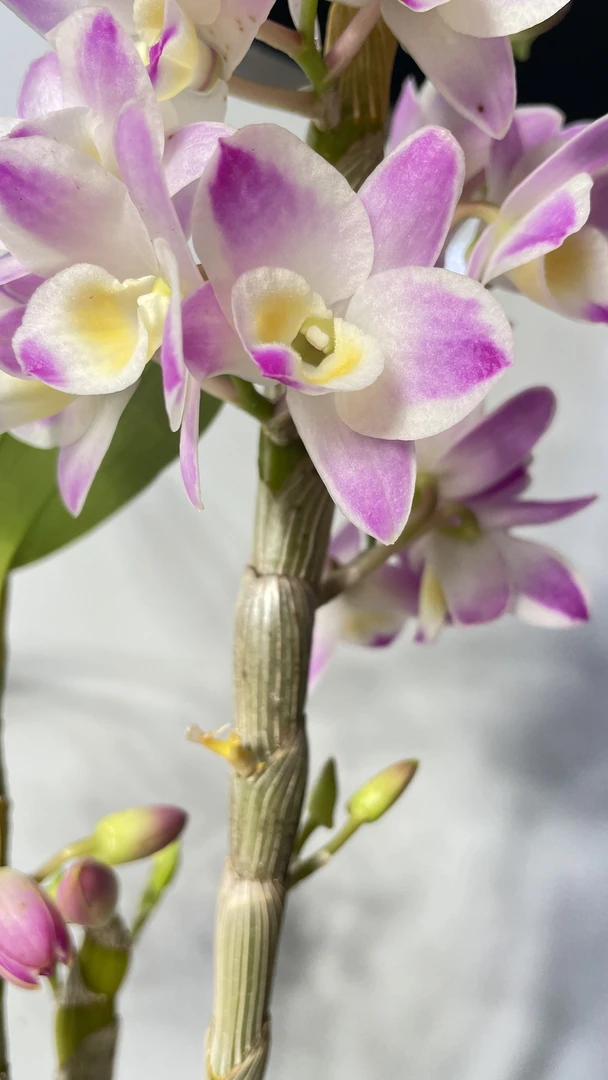 中华梦水晶泼墨春石斛落叶开花稀有品种多年生易养活