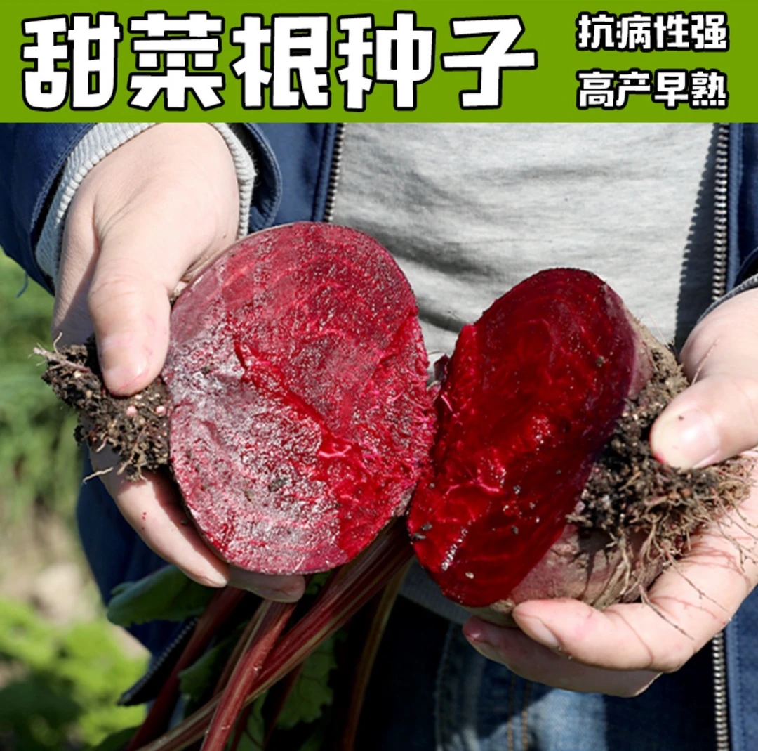 【甜菜根种子】四季种植盆栽地栽阳台小院种植