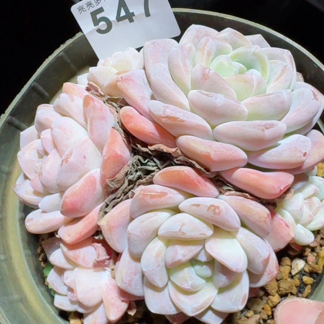 冰玉         精品多肉