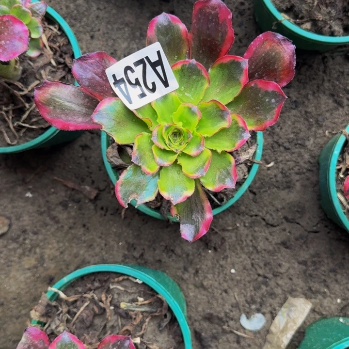 ！***惜魅影花25-52包邮花花