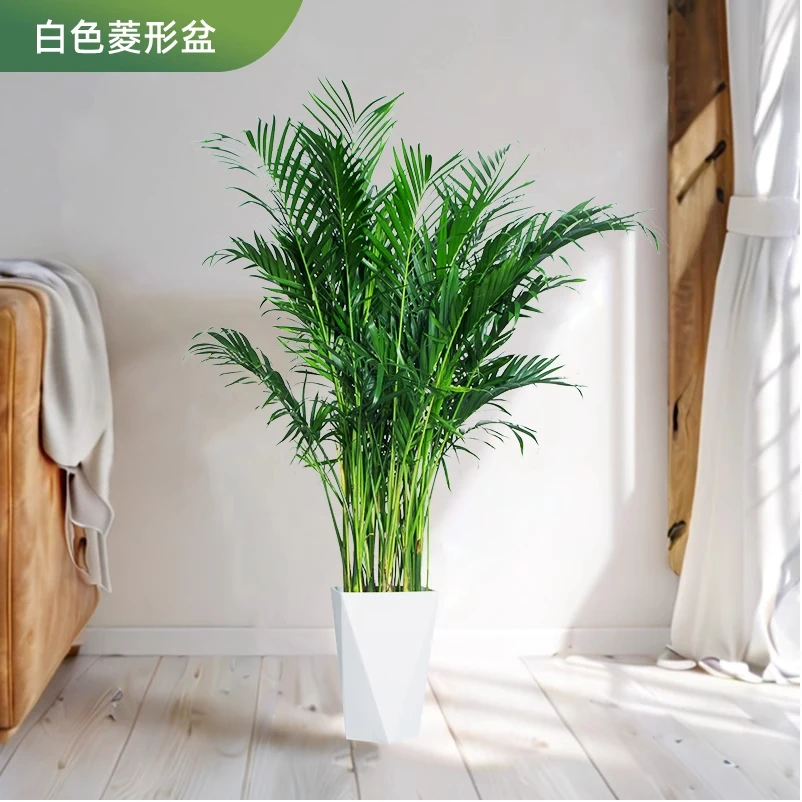 1.5-1.6米富贵椰子大型绿植净化空气适合客厅办公室摆放