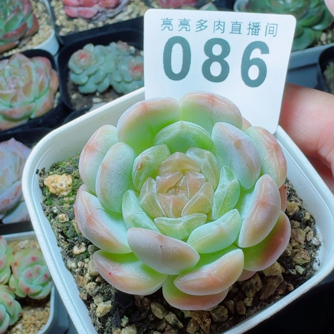 精美多肉植物