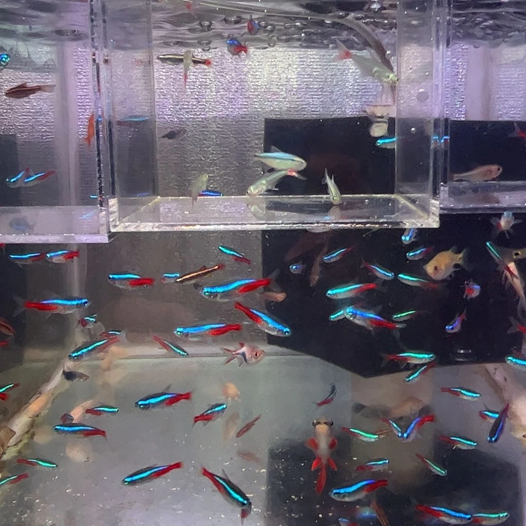 甜心柠檬甜心柠檬