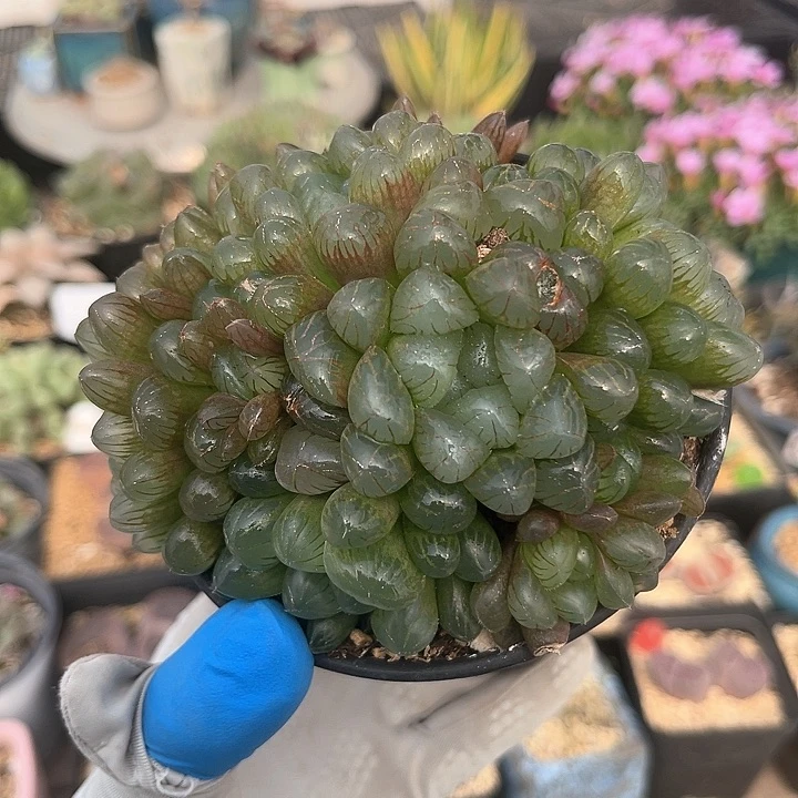 276 实生冰灯大母本 带盆土