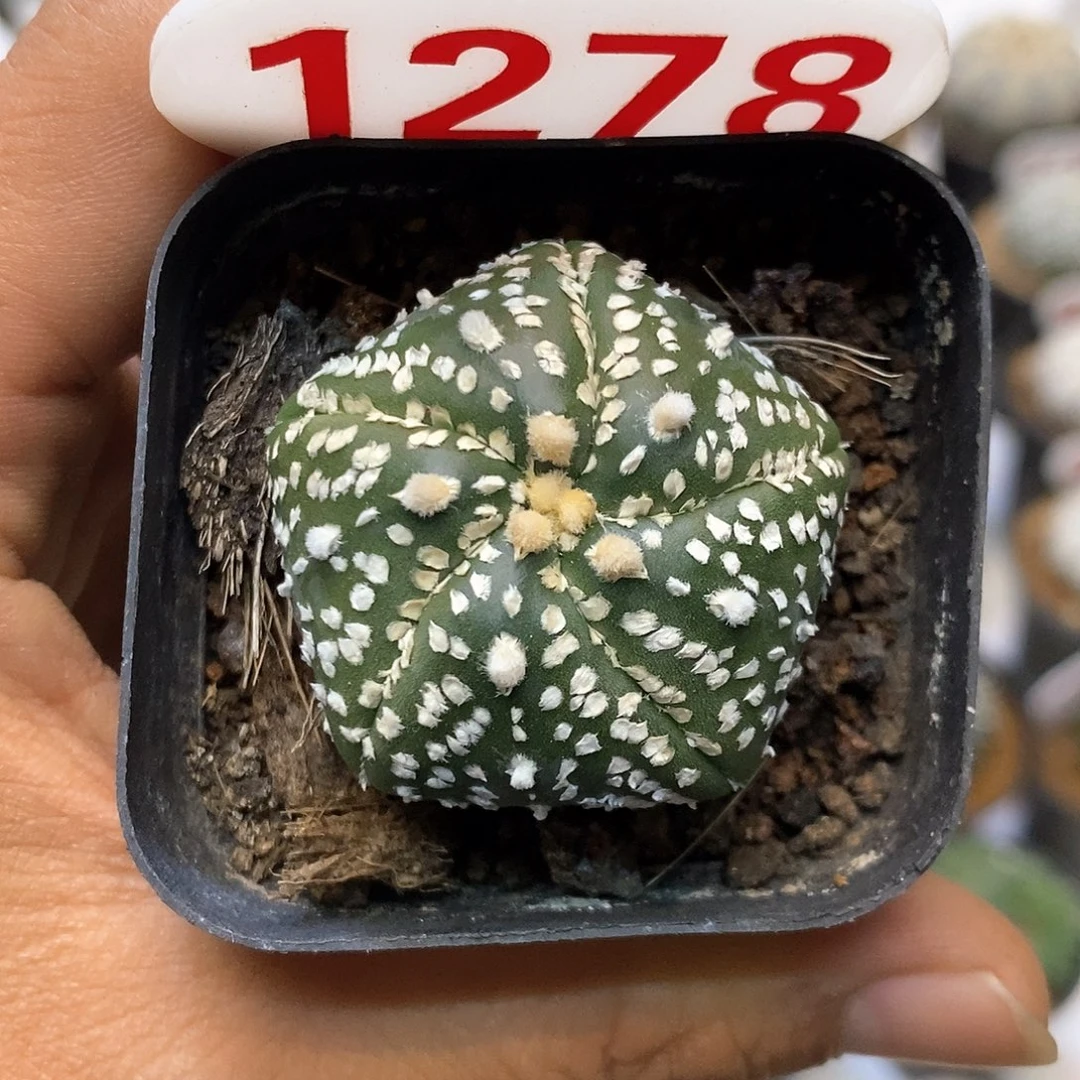 1278福利特价来了哦亲