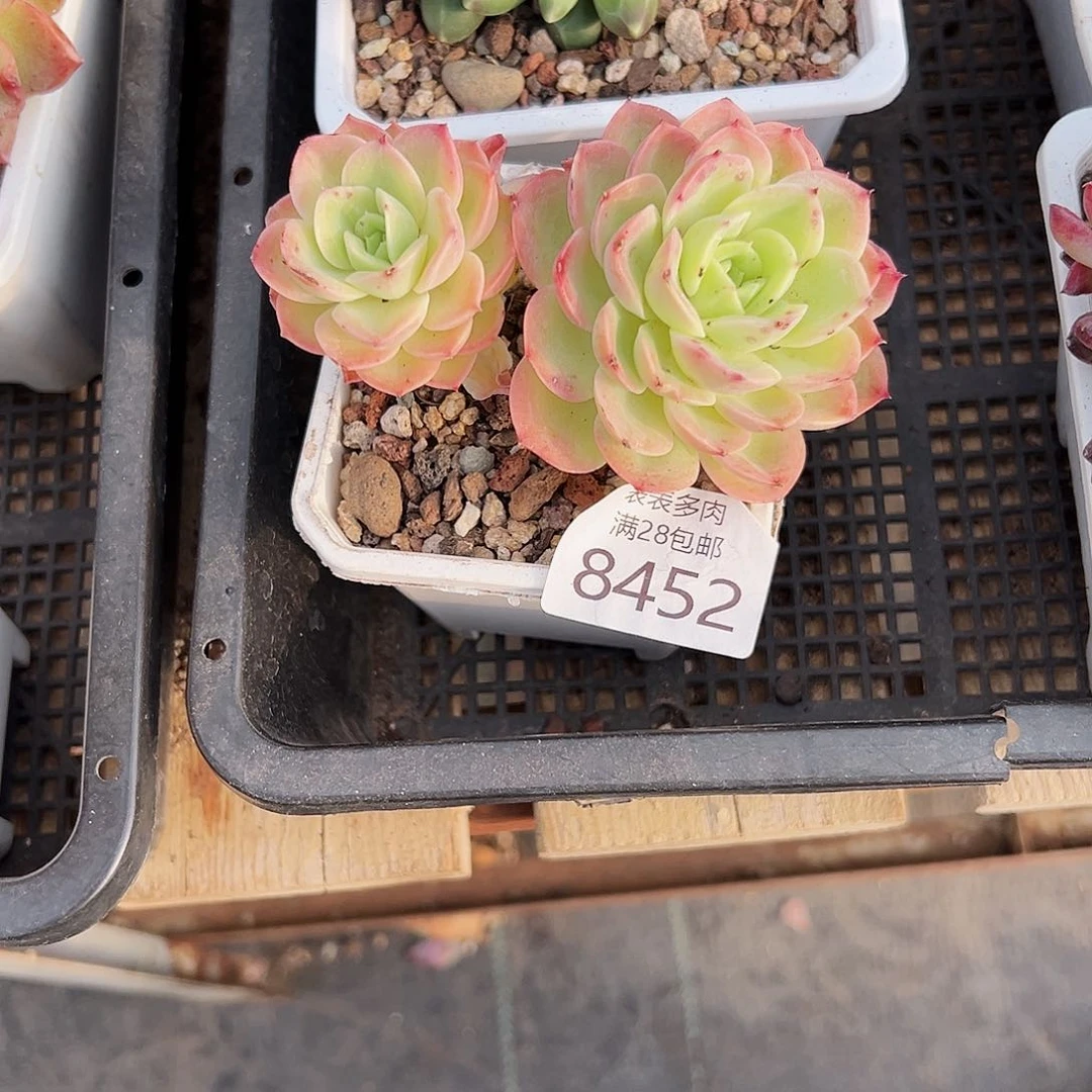 9号刘***5我们的确是一8452