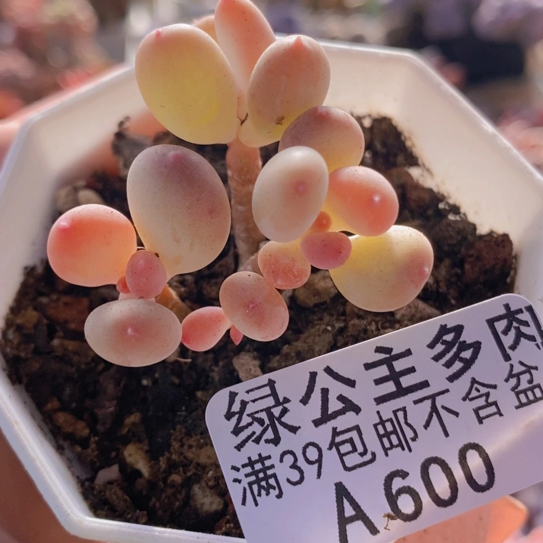 苹果奶5cm600多肉植物