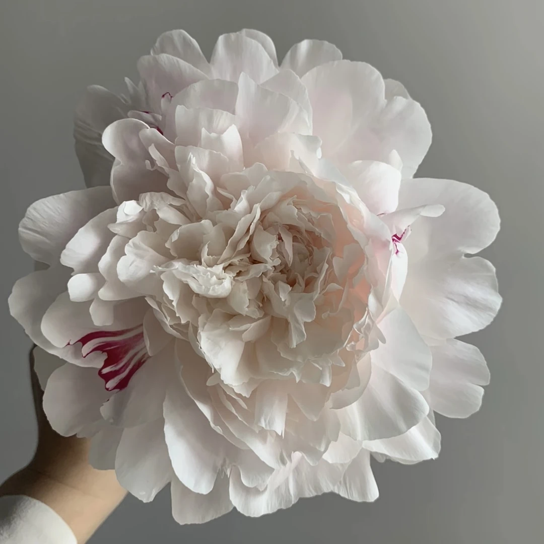 【杨妃出浴】观赏型芍药种苗送肥料 秋季种植春季开花