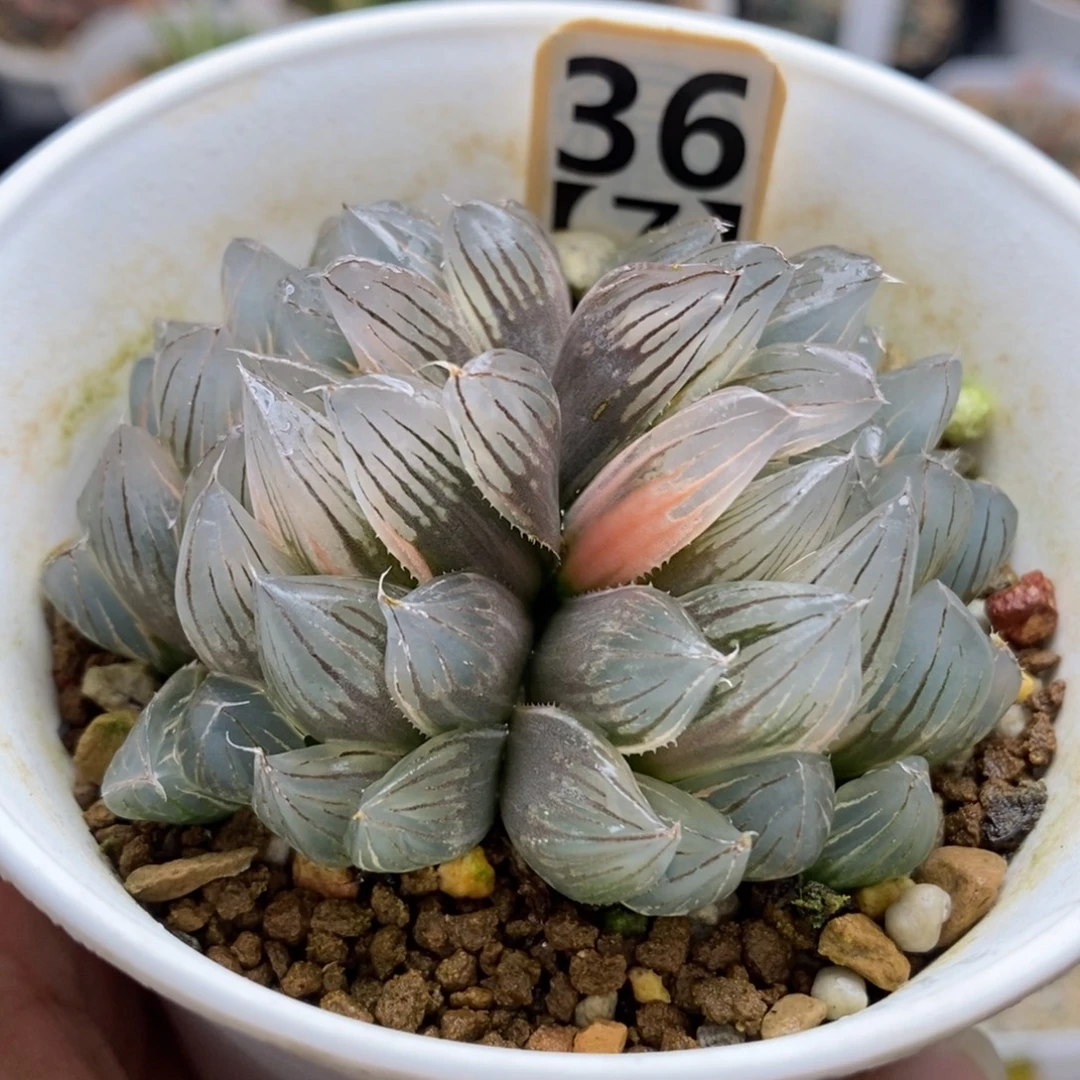 36双头霓虹灯玉露锦