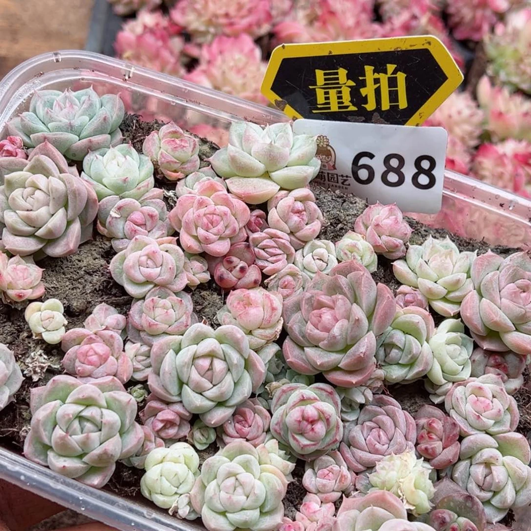 多肉植物多肉植物