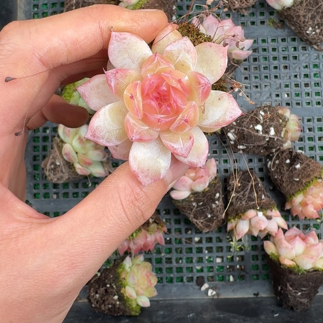 多肉一物一拍13-198