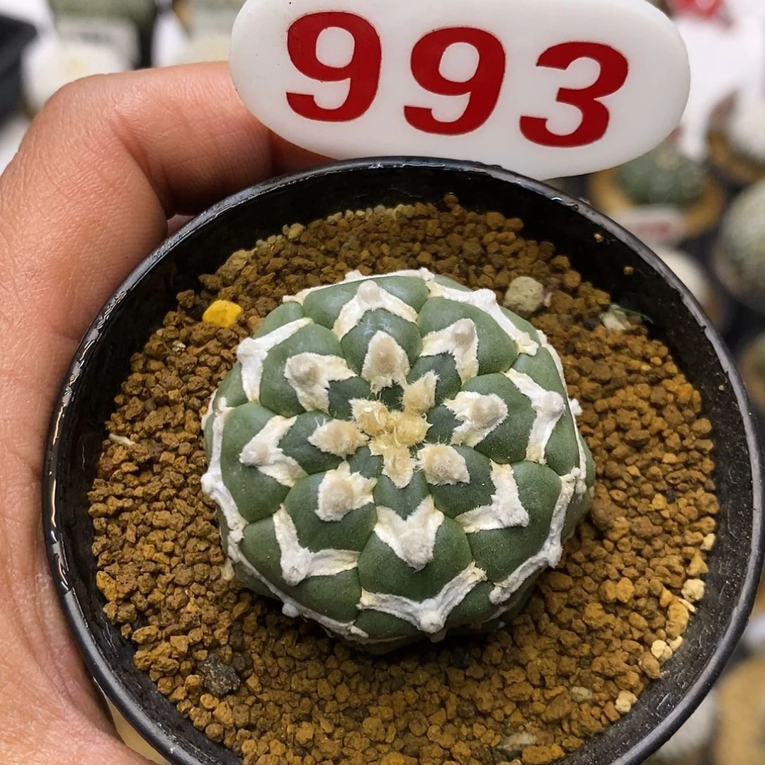 L***a993福利特价咯啦了一