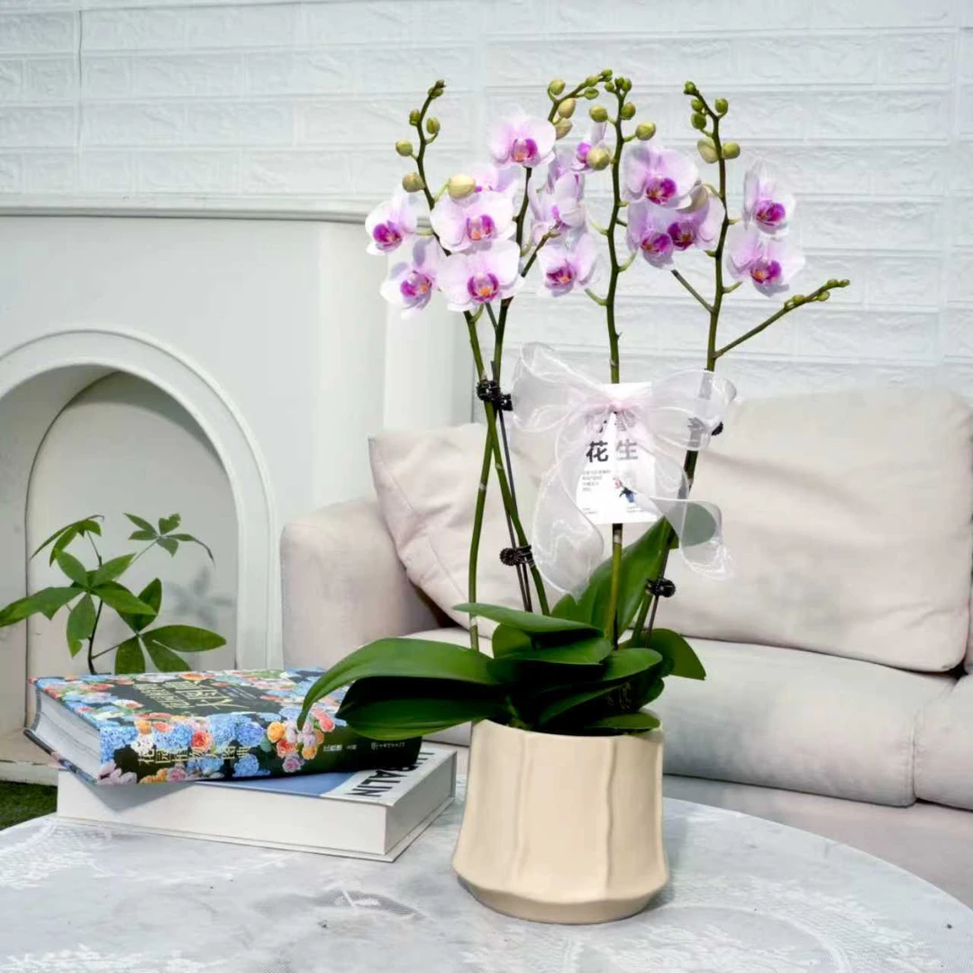 【小白兔】蝴蝶兰带盆栽好发货室内阳台办公室观花植物花卉包邮