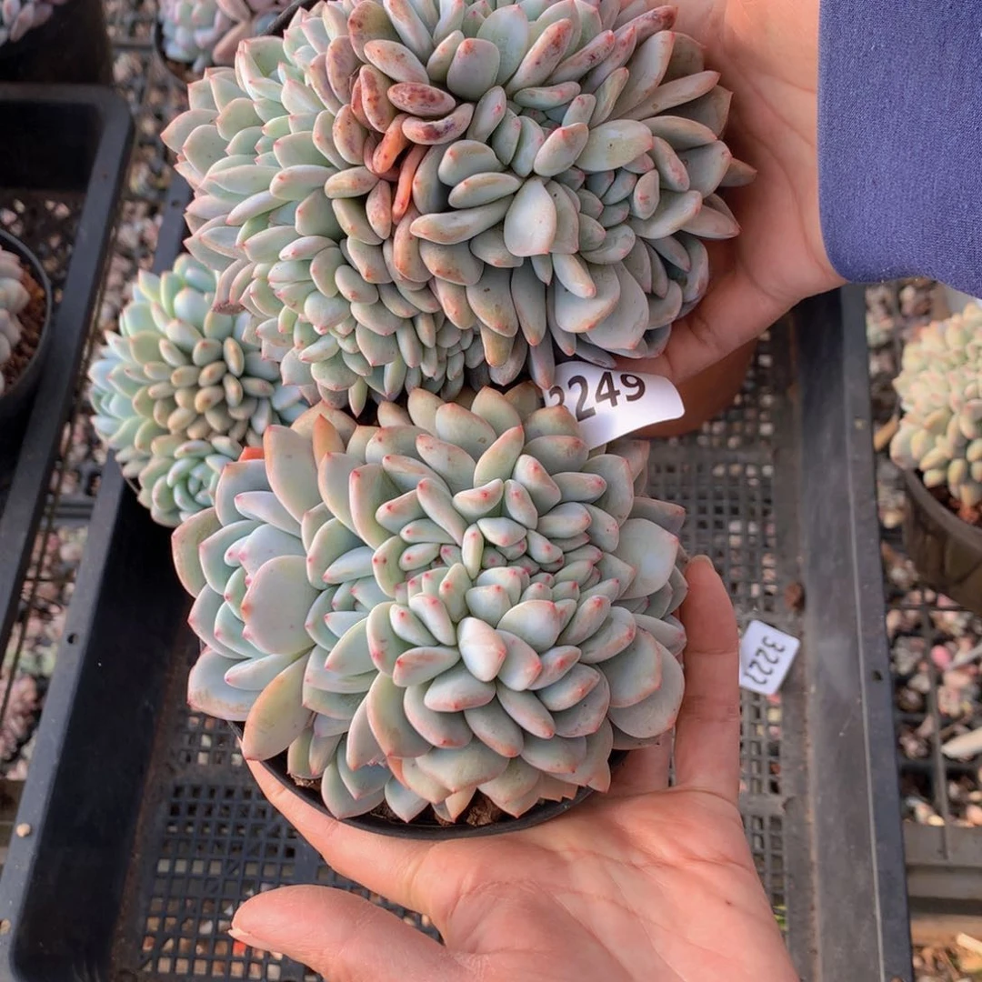 香*兰3249两个一起缀上海演唱会赠票福利活动