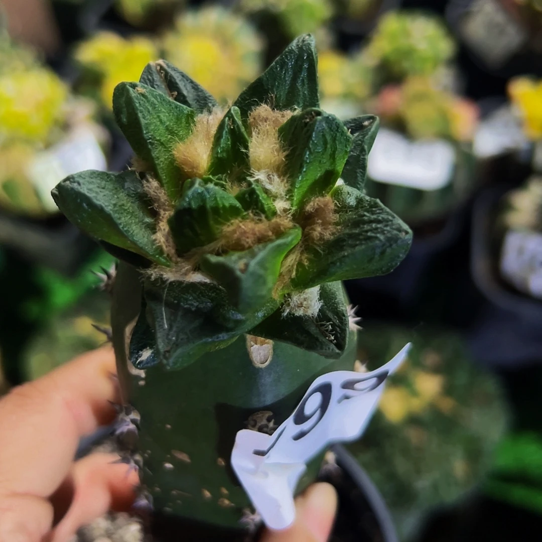 无花朵福利短尤龙角牡丹799