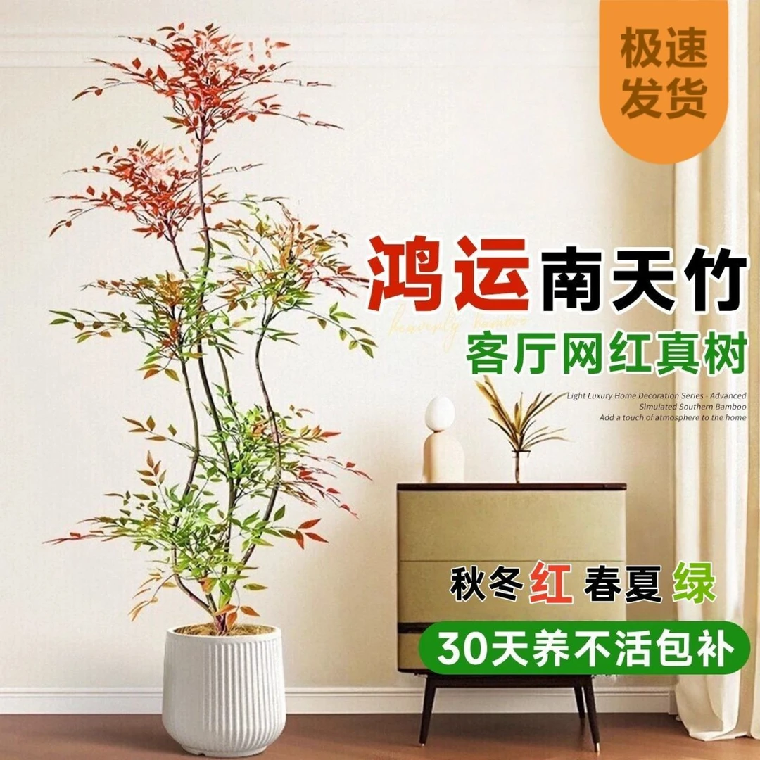 南天竹一物一拍新手小白且可种植大型客厅办公室阳台